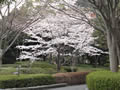 永源山の桜ほぼ満開でした