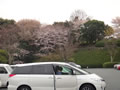 駐車場の桜です