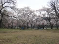 他の桜は満開です