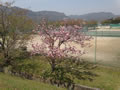 八重桜が咲いていました