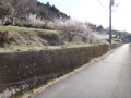 帰り道の山桜は咲いてました