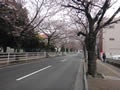 反対側の桜並木