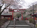 湯本、大寧寺の桜