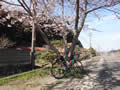 途中満開の桜の木があったので記念撮影です