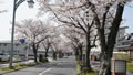 文化会館前の桜並木
