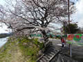 下松切戸川の桜