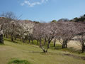 周南緑地公園の桜