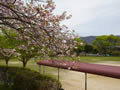 下松瀧ノ口公園の八重桜