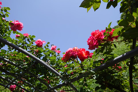 冠梅園のバラ