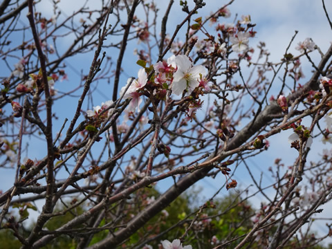 居守公園の桜