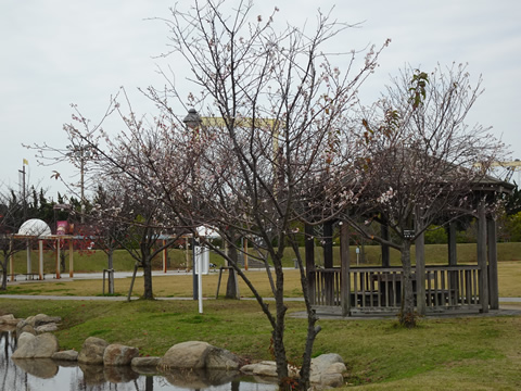 よしうみバラ公園の桜