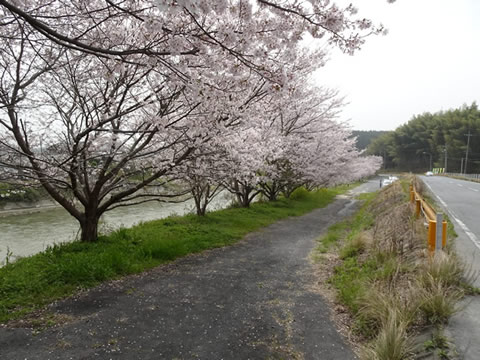 上島田の桜