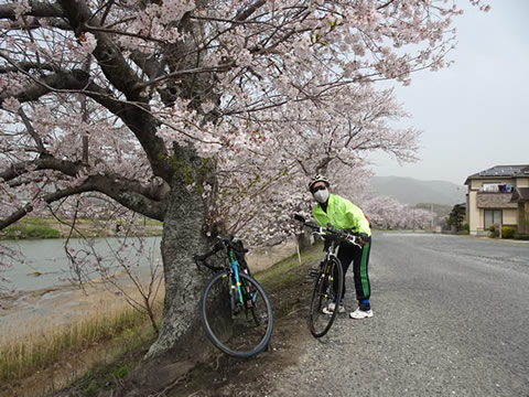 島田川の桜１