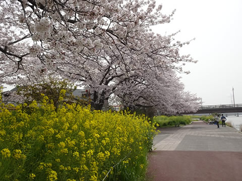 島田川の桜2