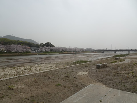 島田川の桜3