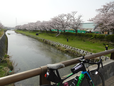 切戸川の桜１