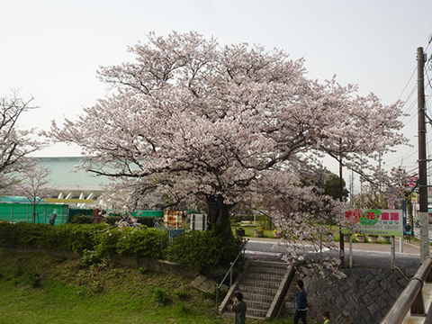 切戸川の桜２