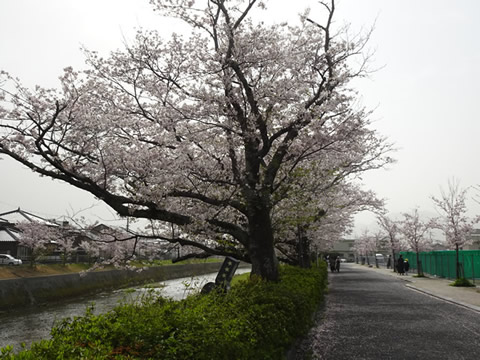 切戸川の桜３