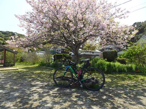 八重桜と自転車