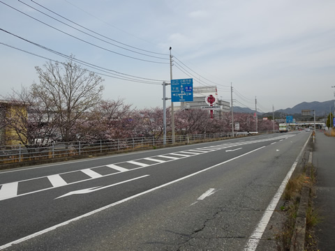 途中の道路の桜