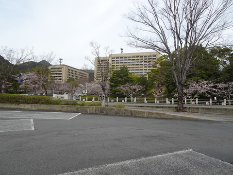 県庁前の桜