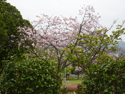 下松の八重桜