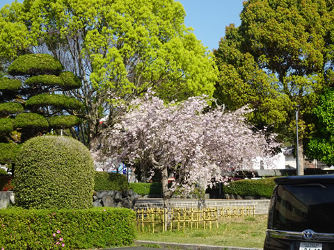 下松市役所駐車場の桜