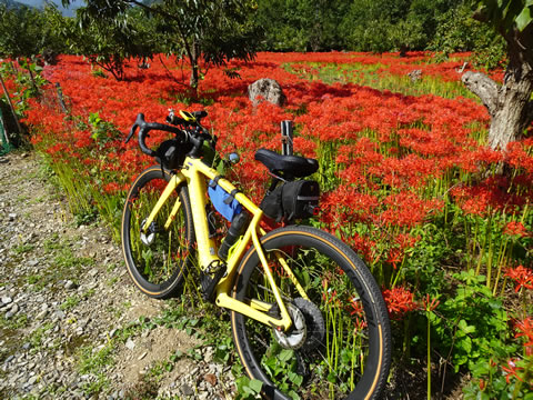 １０月１日ひがん花の里４