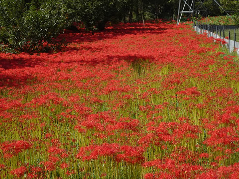 １０月１日ひがん花の里６