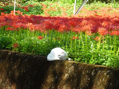 １０月１日ひがん花の里７