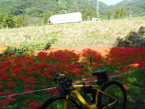 １０月１日ひがん花の里１１