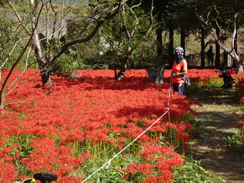 １０月１日ひがん花の里１２