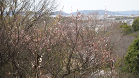 3月光総合公園の桜