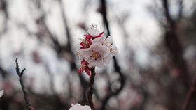 3月光総合公園の桜