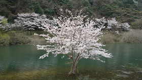 3月大原湖の桜