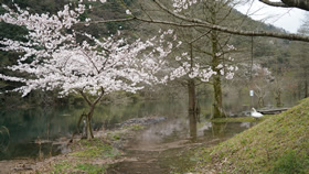 3月大原湖の桜と桜