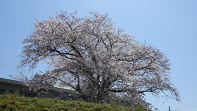4月光・島田川の桜