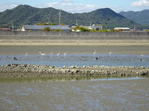 11月12日きらら-山口９