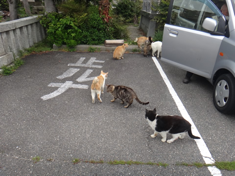 貴船神社に居る野良猫皆太ってます