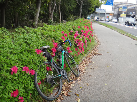 帰りの途中に綺麗なつつじが咲いていました