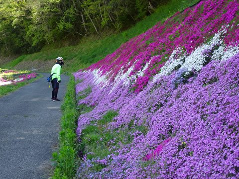 ここは良く咲いてました