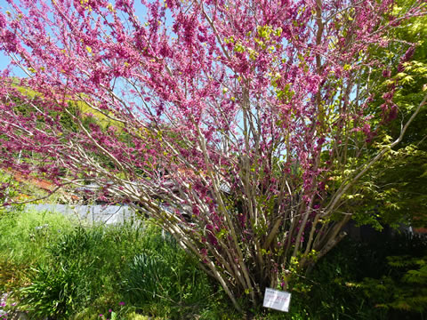 ハナズオウという木です