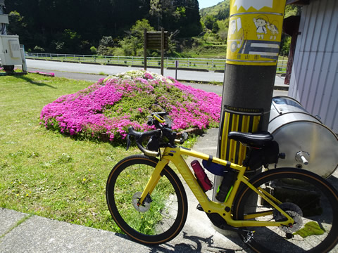 入口にあった芝桜の花壇
