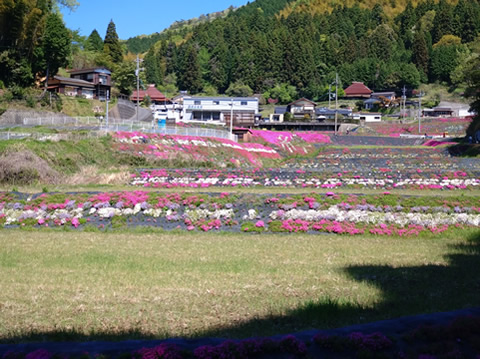 満開は過ぎて少なくなってます
