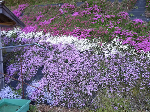 ここも綺麗でした