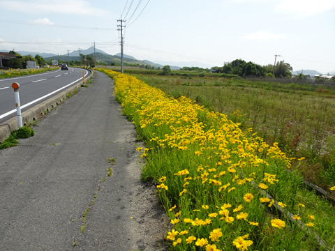 途中のマーガレットコスモス