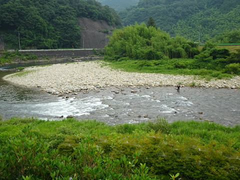 高津川でアユ釣りの人がいました