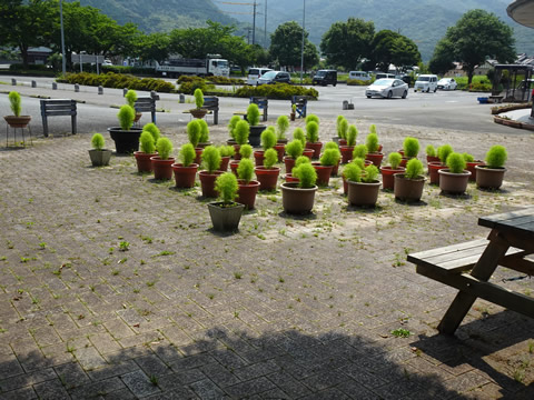 コキア？が沢山植えてありました