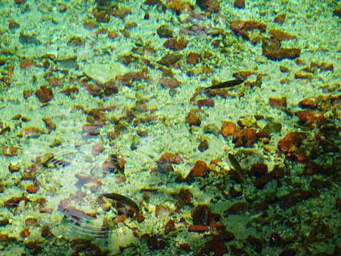 池の中にマスが２匹見えました