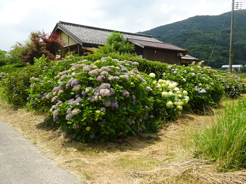道の駅の手前にあじさいが綺麗に咲いていました